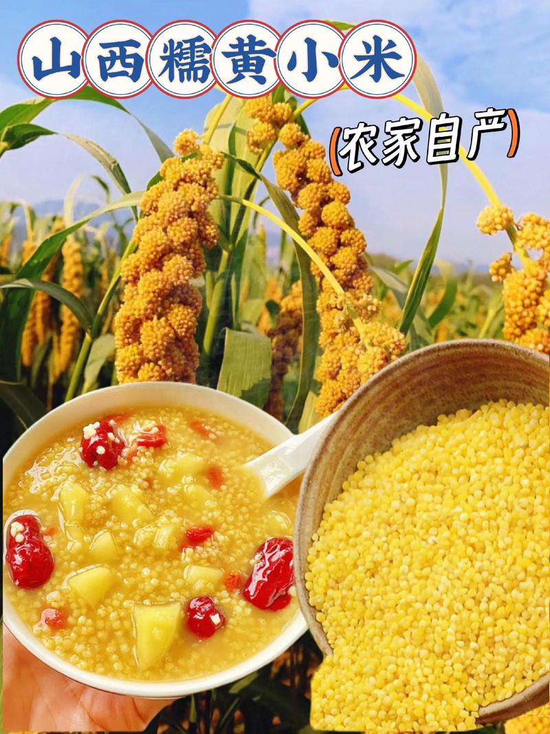 山西小米：传统与现代交织的美味传奇